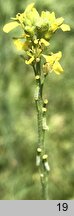 Hirschfeldia incana (hirszfeldia szara)