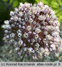 Allium ampeloprasum (czosnek dziki)