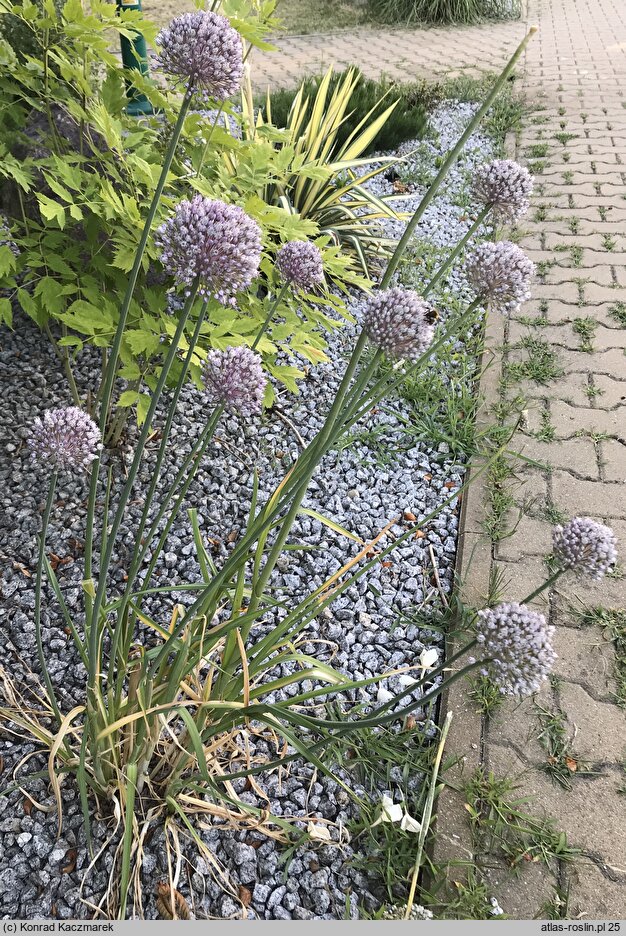 Allium ampeloprasum (czosnek dziki)