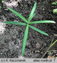 Euphorbia lathyris (wilczomlecz groszkowy)