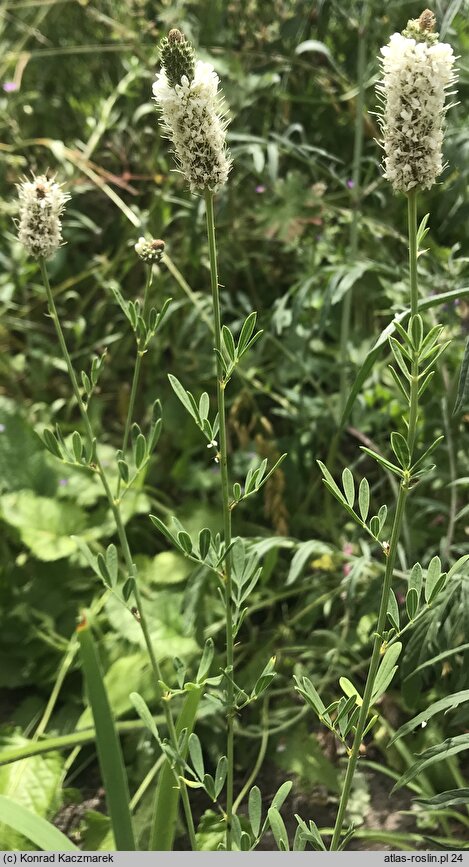 Dalea candida