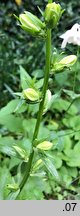 Campanula latiloba