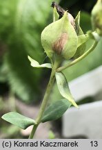 Hypericum polyphyllum