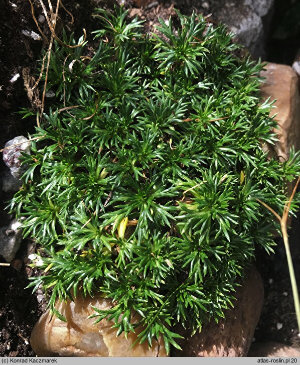 Azorella trifurcata Nana