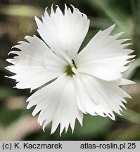 Dianthus elbrusensis