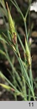 Dianthus elbrusensis