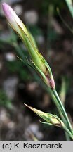 Dianthus elbrusensis