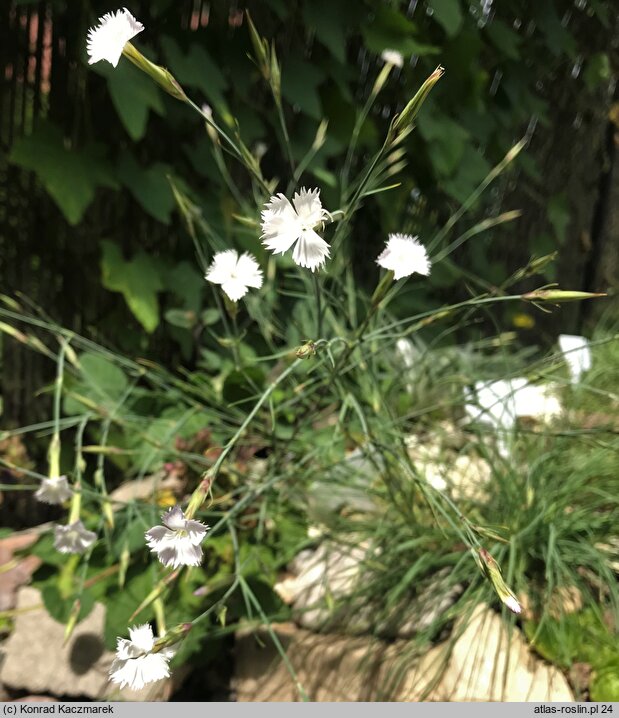 Dianthus elbrusensis