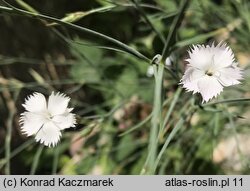 Dianthus elbrusensis