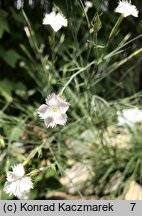 Dianthus elbrusensis