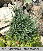 Dianthus praecox ssp. lumnitzeri