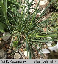 Dianthus pontederae