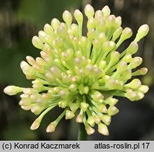 Allium nutans (czosnek krętolistny)