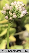 Allium denudatum