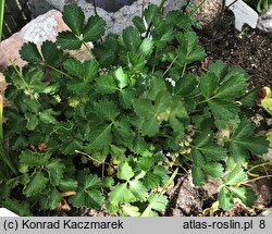 Potentilla geoides