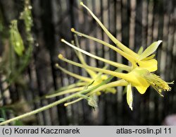 Aquilegia chaplinei