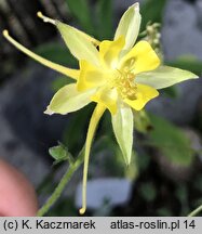 Aquilegia chaplinei