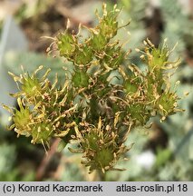 Petrosedum rupestre (rozchodnik ościsty)