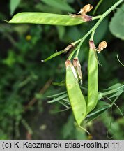 Lathyrus pratensis (groszek łąkowy)