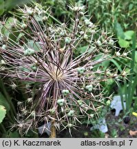 Allium christophii (czosnek białawy)