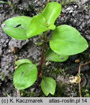 Lysimachia nemorum (tojeść gajowa)