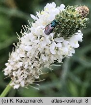 Dalea candida