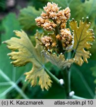 Macleaya cordata (bokkonia sercowata)