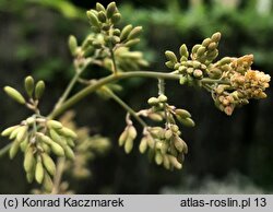 Macleaya cordata (bokkonia sercowata)