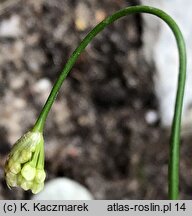 Allium cyaneum (czosnek modry)