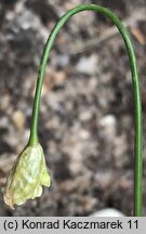 Allium cyaneum (czosnek modry)