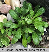 Arabis ciliata (gęsiówka orzęsiona)