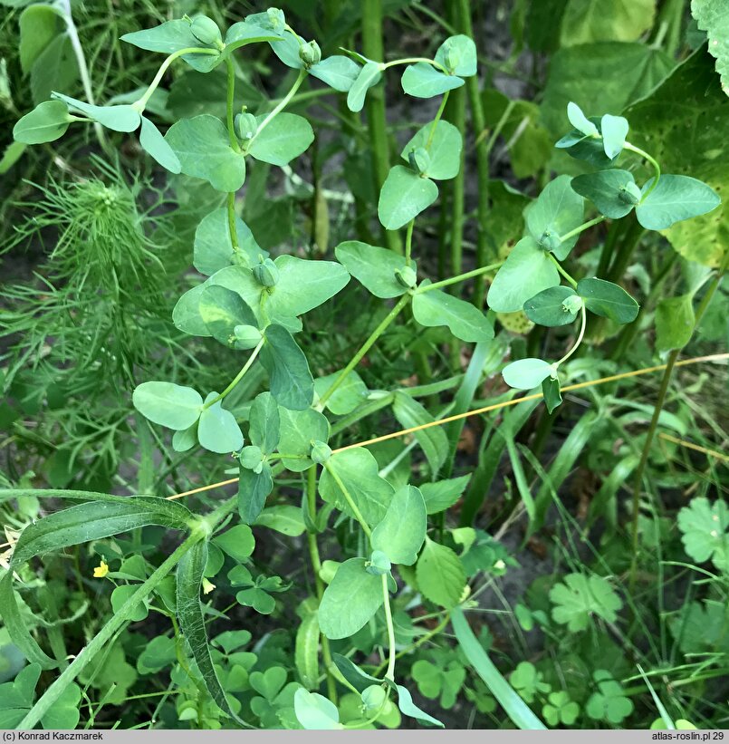 Euphorbia lagascae