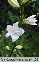 Campanula latiloba