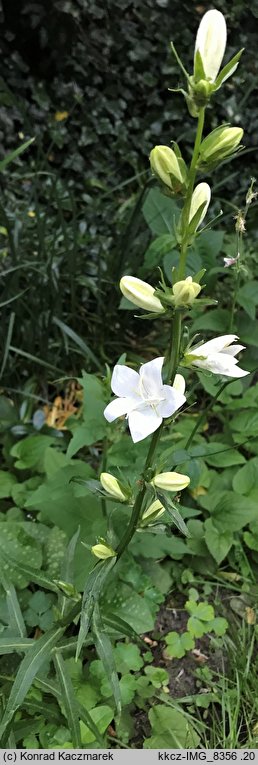 Campanula latiloba