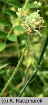 Plantago arenaria (babka piaskowa)