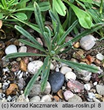 Onosma caucasica ssp. oligotricha