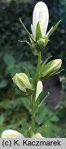 Campanula latiloba