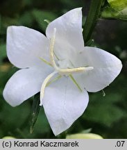 Campanula latiloba