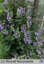 Salvia officinalis (szałwia lekarska)