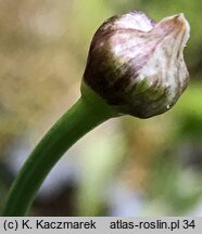 Allium senescens ssp. montanum (czosnek skalny)