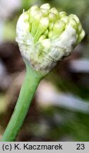 Allium nutans (czosnek krętolistny)