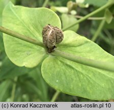 Euphorbia lathyris (wilczomlecz groszkowy)