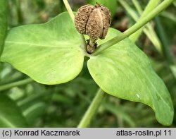 Euphorbia lathyris (wilczomlecz groszkowy)