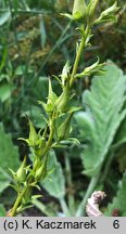 Digitalis obscura (naparstnica hiszpańska)