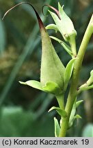 Digitalis obscura (naparstnica hiszpańska)