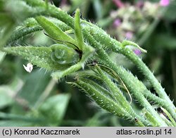 Anchusa azurea (farbownik lazurowy)