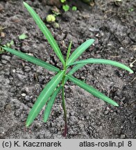 Euphorbia lathyris (wilczomlecz groszkowy)