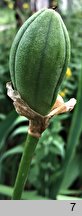 Iris ×germanica (kosaciec bródkowy)
