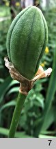 Iris germanica (kosaciec bródkowy)