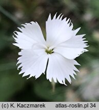 Dianthus elbrusensis